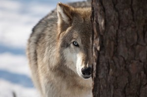 Lobo escondido