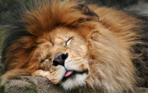 leon durmiendo