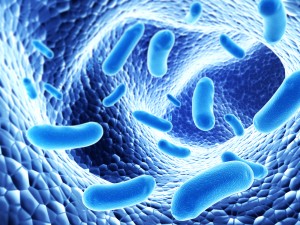 Flora intestinal