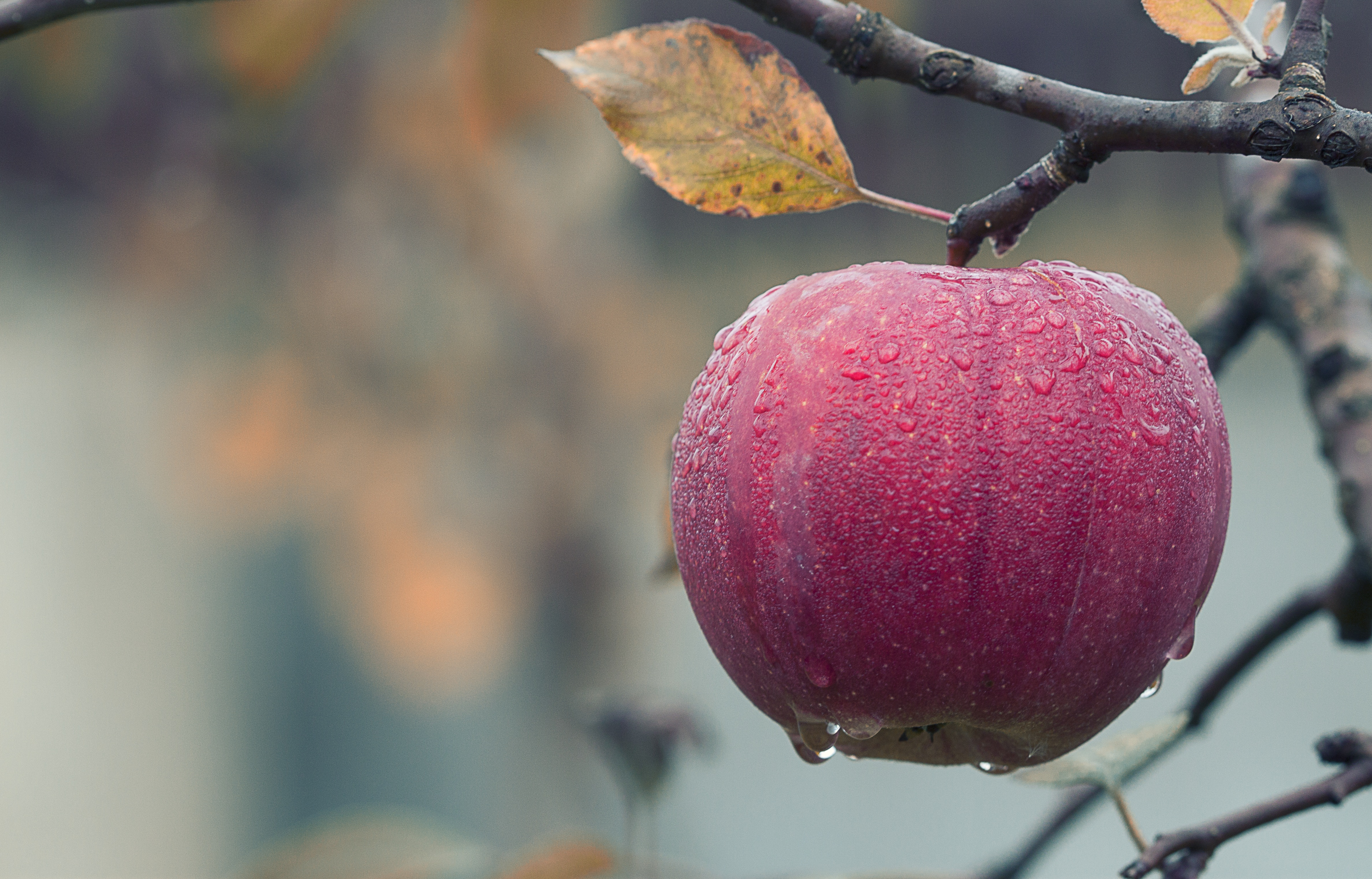 manzana