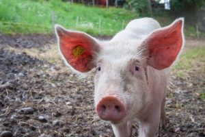 Puerco