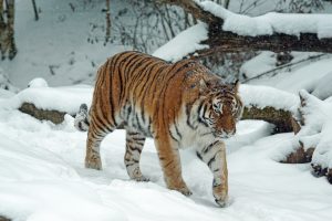 tigre Independiente