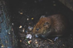 ratón en campo